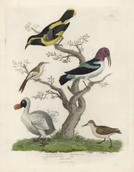Svart och gul ranka, brun och vit ranka, Certhia americana, Cayenne ranka, Dacnis cayana, Dodo, Raphus cucullatus och purre eller stint, Calidris alpina. Handkolorerad kopparstick av en okänd konstnär från William Smellies Natural Histo