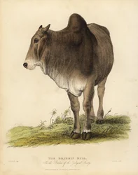 Brahma ras av zebuboskap, Bos taurus indicus.