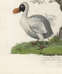 Dodo, Raphus cucullatus, utdöd flyglös fågel (tidigare Didus ineptus). Handkolorerad kopparstick av en okänd konstnär från William Smellies Natural History.