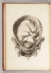 Gravyr av ett barn i livmodern från "En uppsättning anatomiska tabeller, med förklaringar och en förkortning av barnmorskepraktiken", 1754