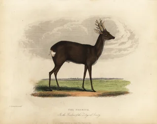 Europeisk rådjur, Capreolus capreolus.