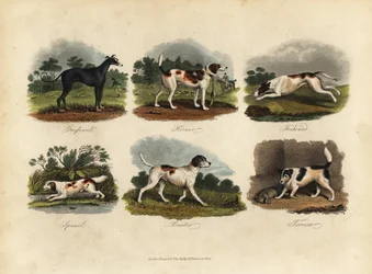 Vinthund, Harrier, Foxhound, Spaniel, Pointer, Terrier.