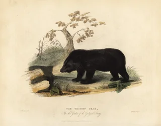 Himalayas svartbjörn, Ursus thibetanus laniger.