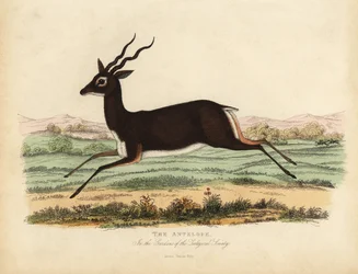 Indisk antilop eller svartbock, Antilope cervicapra.