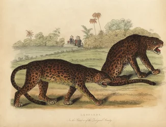 Leoparder, Panthera pardus.