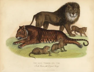 Lejon, Tigress och Ungar.