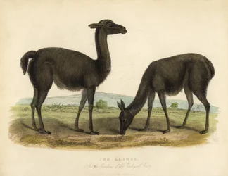 Lama, Lama glama.