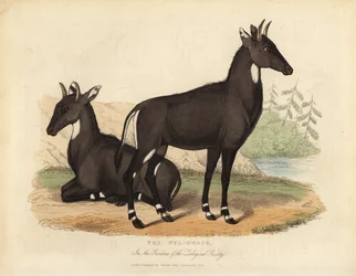 Nilgai eller blå tjur, Boselaphus tragocamelus.