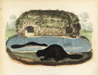Nordamerikansk bäver, Castor canadensis.
