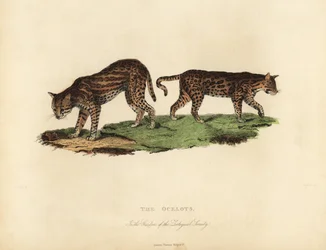 Ocelot, Leopard