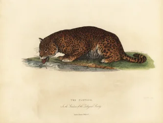 Panther, Panthera pardus och Panthera onca.