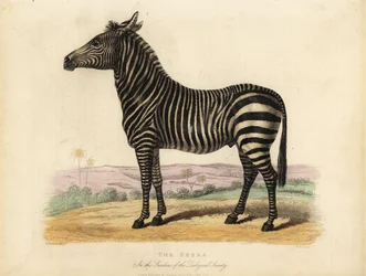 Slättzebra, Equus quagga.