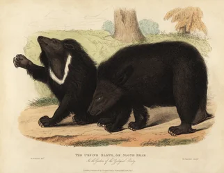 Sengångsbjörn, Melursus ursinus. Sårbar.