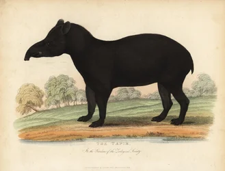 Sydamerikansk tapir, Tapirus terrestris, sårbar.