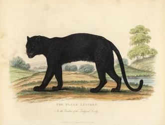Den svarta leoparden, Panthera pardus.