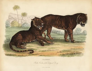 Tiger, Panthera tigris, utrotningshotad.