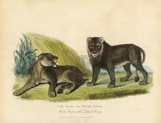 Vita eller silverlejon, Panthera leo melanochaita.