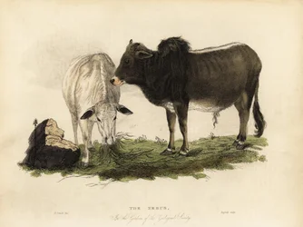 Zebu, den första indicus bos