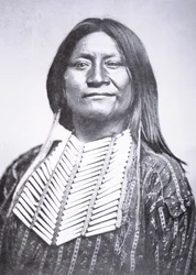Comanche stamman