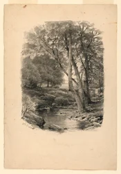 Pool i skogen