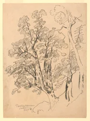 Studie av lövverk, Trachselwald, Bern, Schweiz