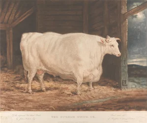 The Durham White Ox / Av de förbättrade Tees Water Breed, / av John Nesham, Esqr. / Uppfödd och matad / från Houghton le Spring, Durham