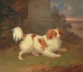 En Blenheim Spaniel
