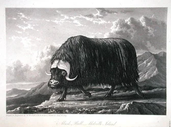 Musk Bull, Melville Island, från 