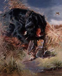 Gordon Setter bland vass