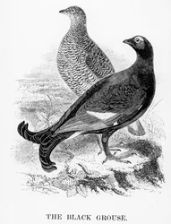 Ortuppen, illustration ur "A History of British Birds" av William Yarrell, först publicerad 1843