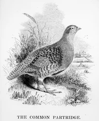 The Common Partridge, illustration från "A History of British Birds" av William Yarrell, publicerad första gången 1843
