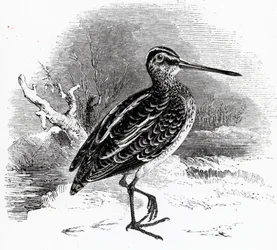 The Common Snipe, illustration från "A History of British Birds" av William Yarrell, publicerad första gången 1843