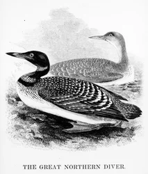 The Great Northern Diver, illustration från "A History of British Birds" av William Yarrell, publicerad först 1843 (träsnitt)