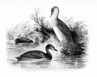 The Little Grebe, eller Dabchick, illustration från "A History of British Birds" av William Yarrell, publicerad första gången 1843