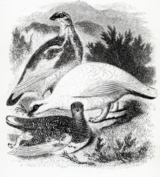 The Ptarmigan, illustration från "A History of British Birds" av William Yarrell, publicerad första gången 1843