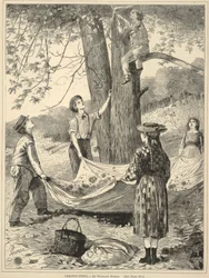 Chestnutting, från Every Saturday: En illustrerad tidskrift med valfri läsning, 29 oktober 1870