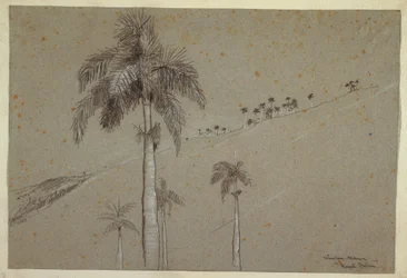 Ritning, Royal Palm, Kuba, 1885