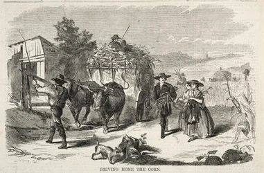 Driving Home the Corn, 1858.
