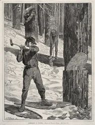 Skogsavverkning på vintern