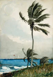 Palmträd, Nassau, 1898.