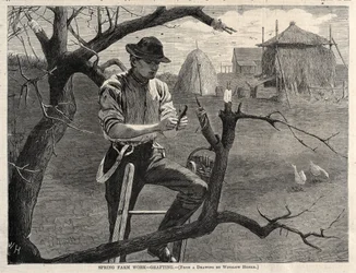 Vårgårdsarbete - ympning, 1870.