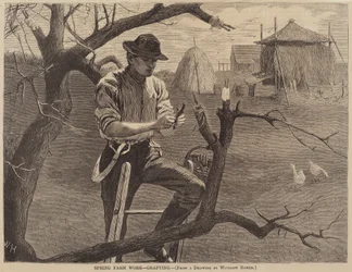 Spring Farm Work - Grafting, publicerad 1870.