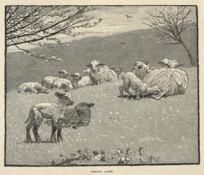 Spring Lamb, från Scribner