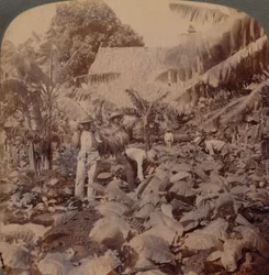 Skärtobak - En typisk plantage - Provinsen Havanna, Kuba, 1899