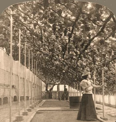 Världens äldsta vinranka, Hampton Court Palace, planterad 1768, England, 1897