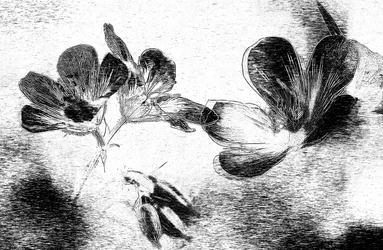 Elegant blomsterteckning