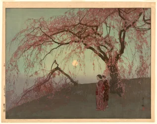 Kumoi körsbärsträd (Kumoi sakura)