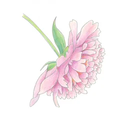 Delikat rosa pion