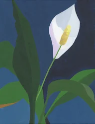 En elegant blomma av fredslilja