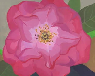 Ljusrosa ros